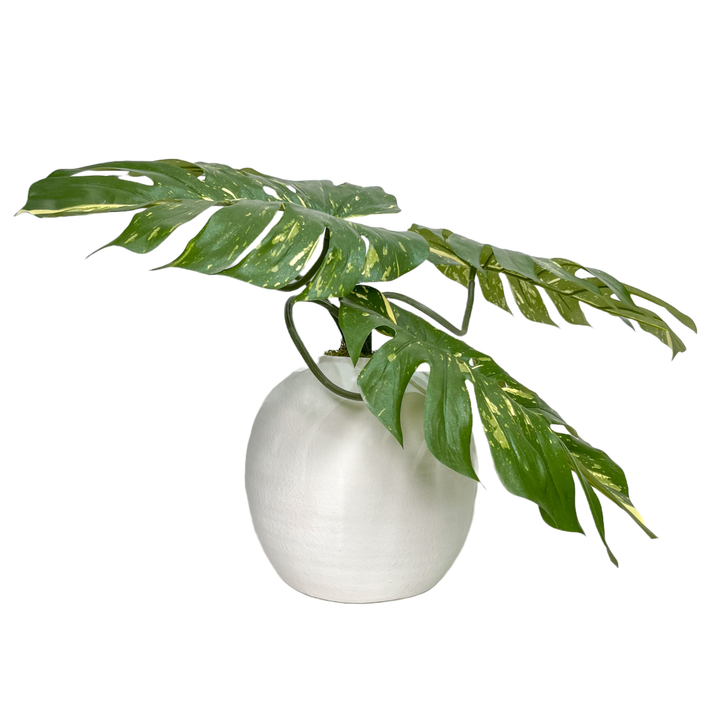 Monstera leaves in Vase FH: 19"H