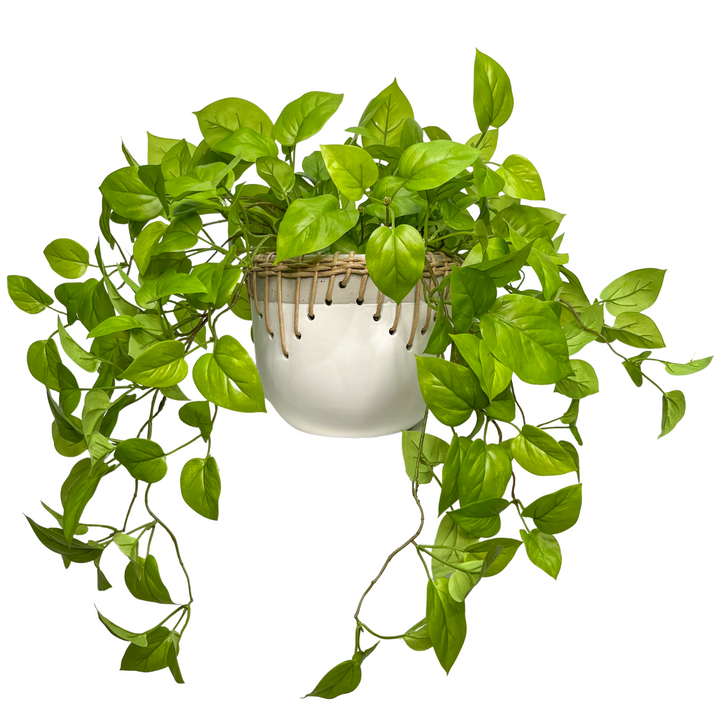 Trailing Pothos in Ceramic