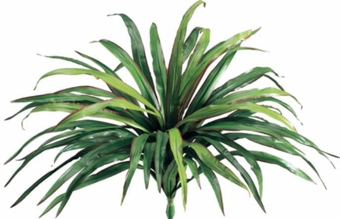 Dracaena Tree with Hand Drilled Foliage on Natural Dragonwood Trunks in Growers Pot - various sizes available