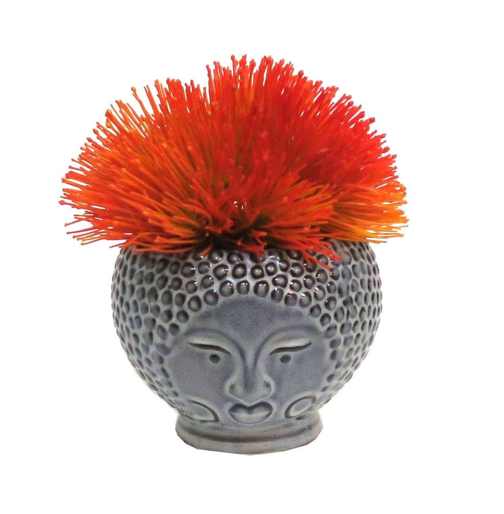 Sea Urchin Flowers in Pot