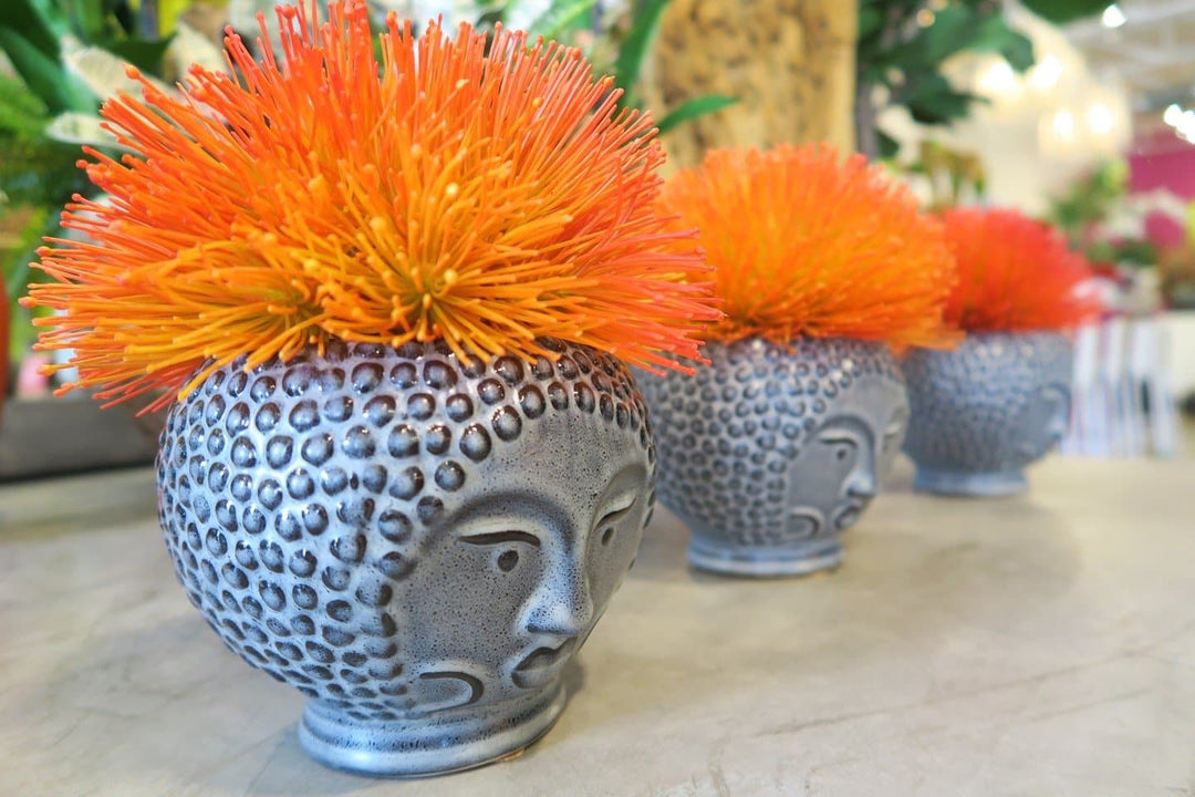 Sea Urchin Flowers in Pot