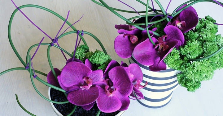 Orchids and Looped Vines with Zip Ties in Ceramic