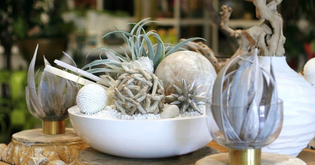 Tillandsia with Crystal and Puka Shell Ball in Bowl