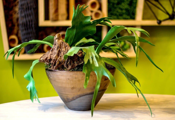 Staghorn Ferns with Wood Remnant and Mood Moss in Ceramic