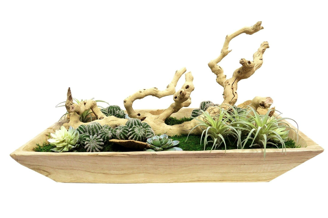 Succulents and Sandblasted Grapewood in Planter