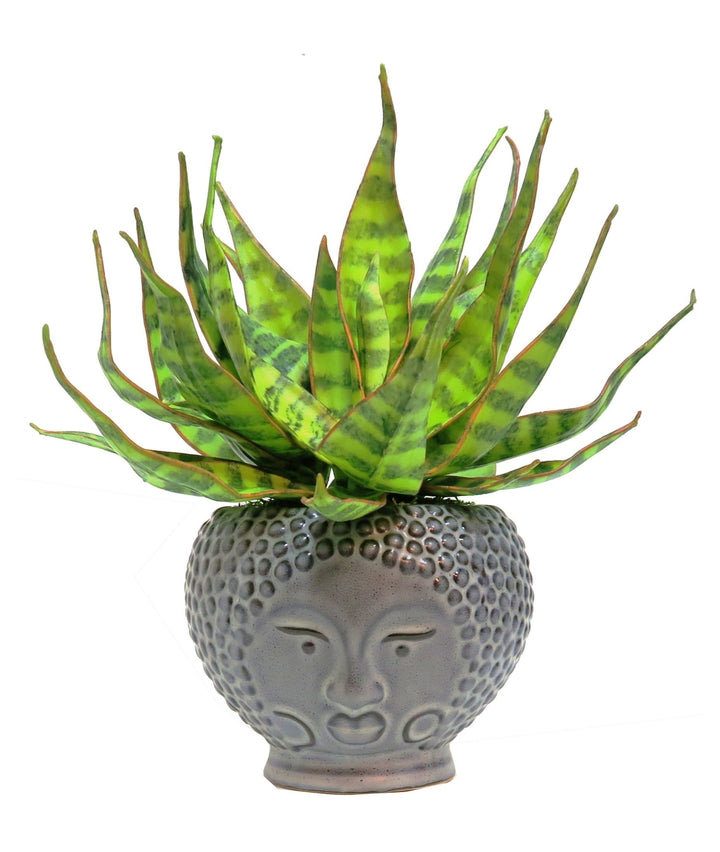 Agave in Ceramic