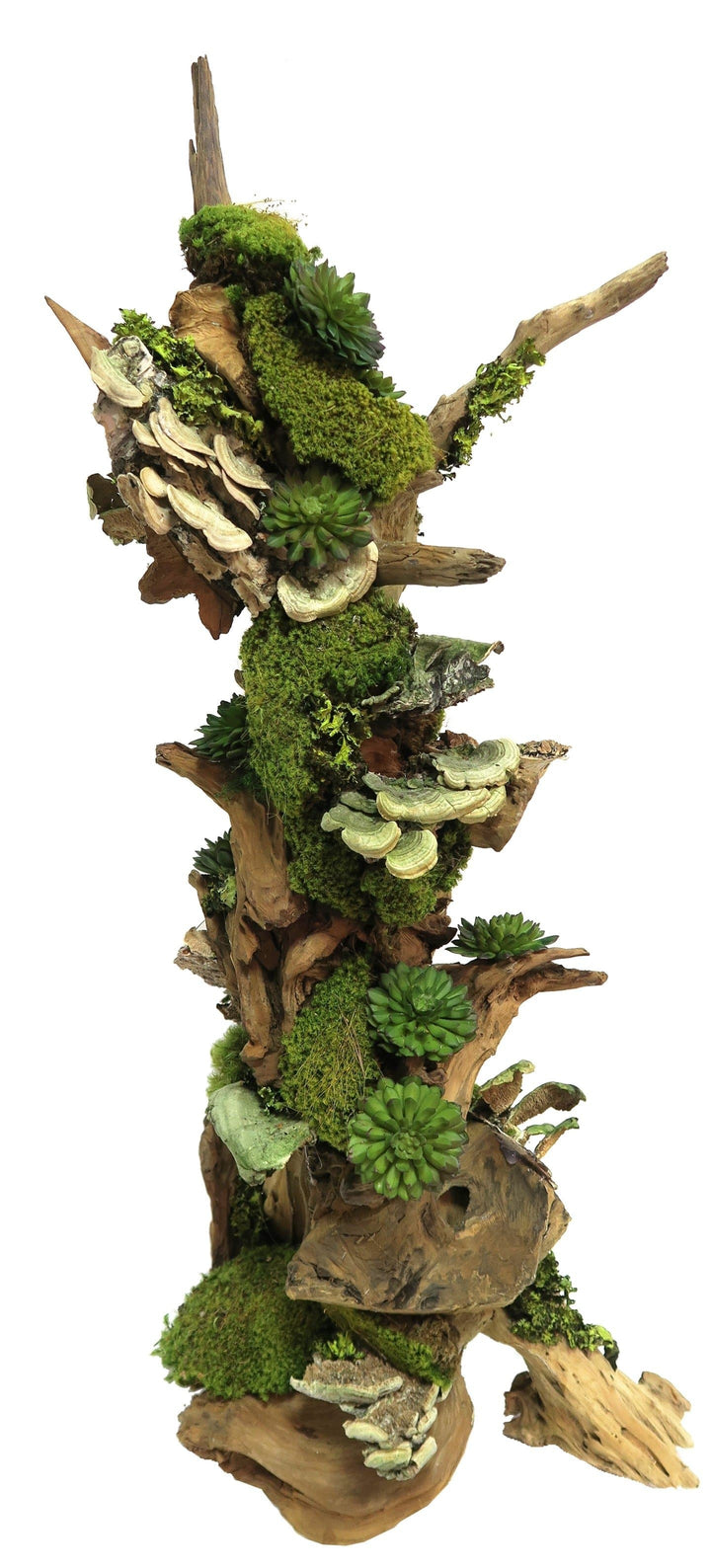 Succulents with Mushrooms and Moss on Driftwood - Large Size