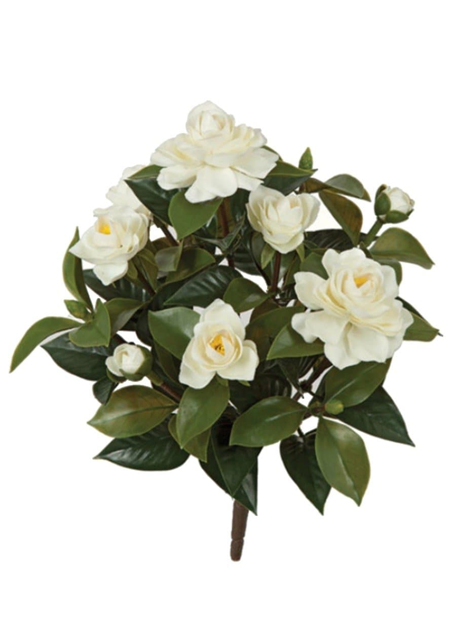 Outdoor Gardenia Bush