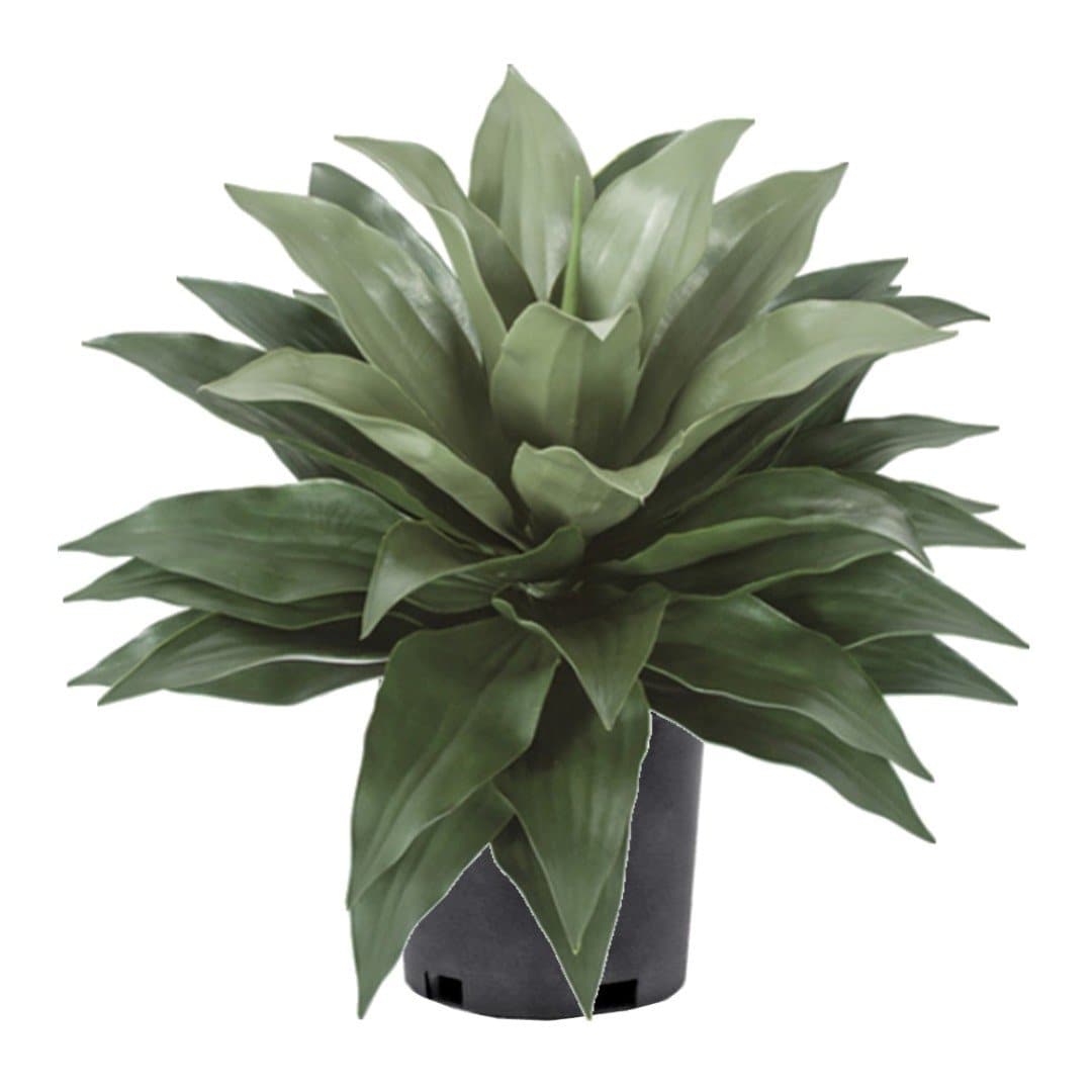 UV Protected Outdoor Agave in Growers Pot