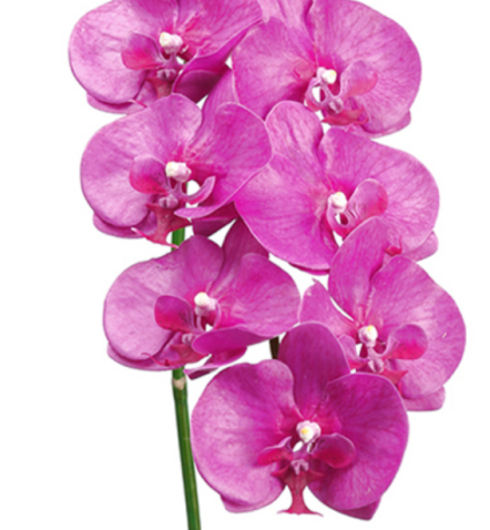 Phalaenopsis Orchids on Reeds with Leaves and Moss in Container - Other combinations available.