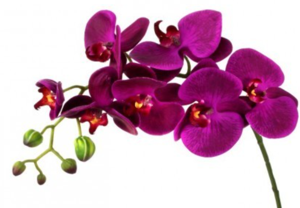 Phalaenopsis Orchids on Reeds with Leaves and Moss in Container - Other combinations available.