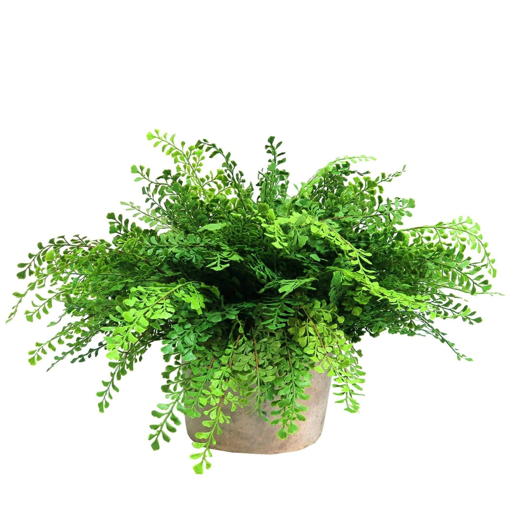 Maiden Hair Fern Bush in Container