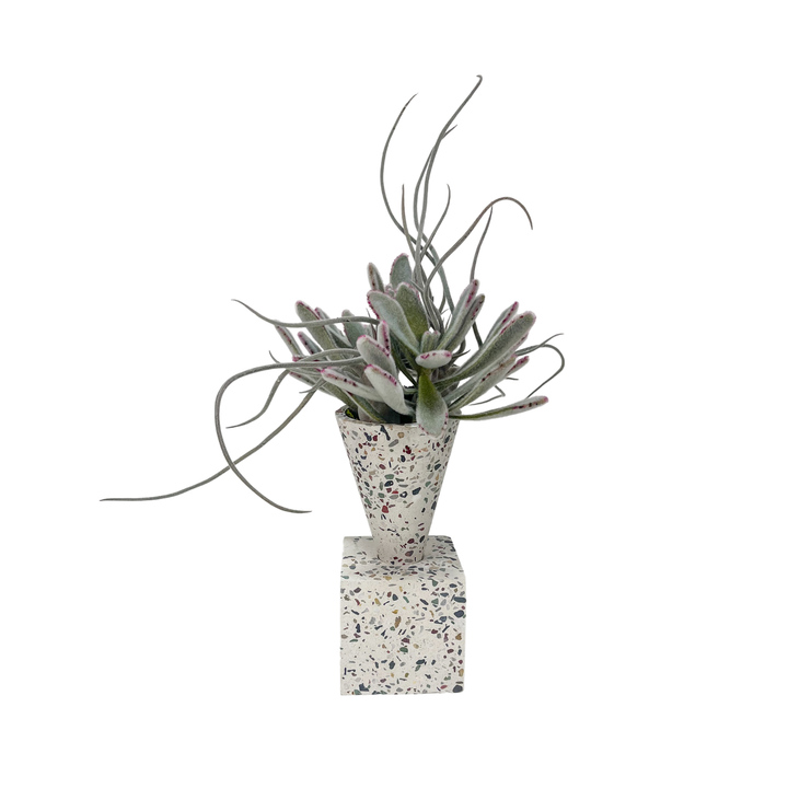 Succulents in Vase